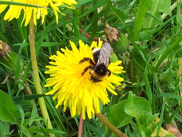 Den Sommer allergiefrei genießen.